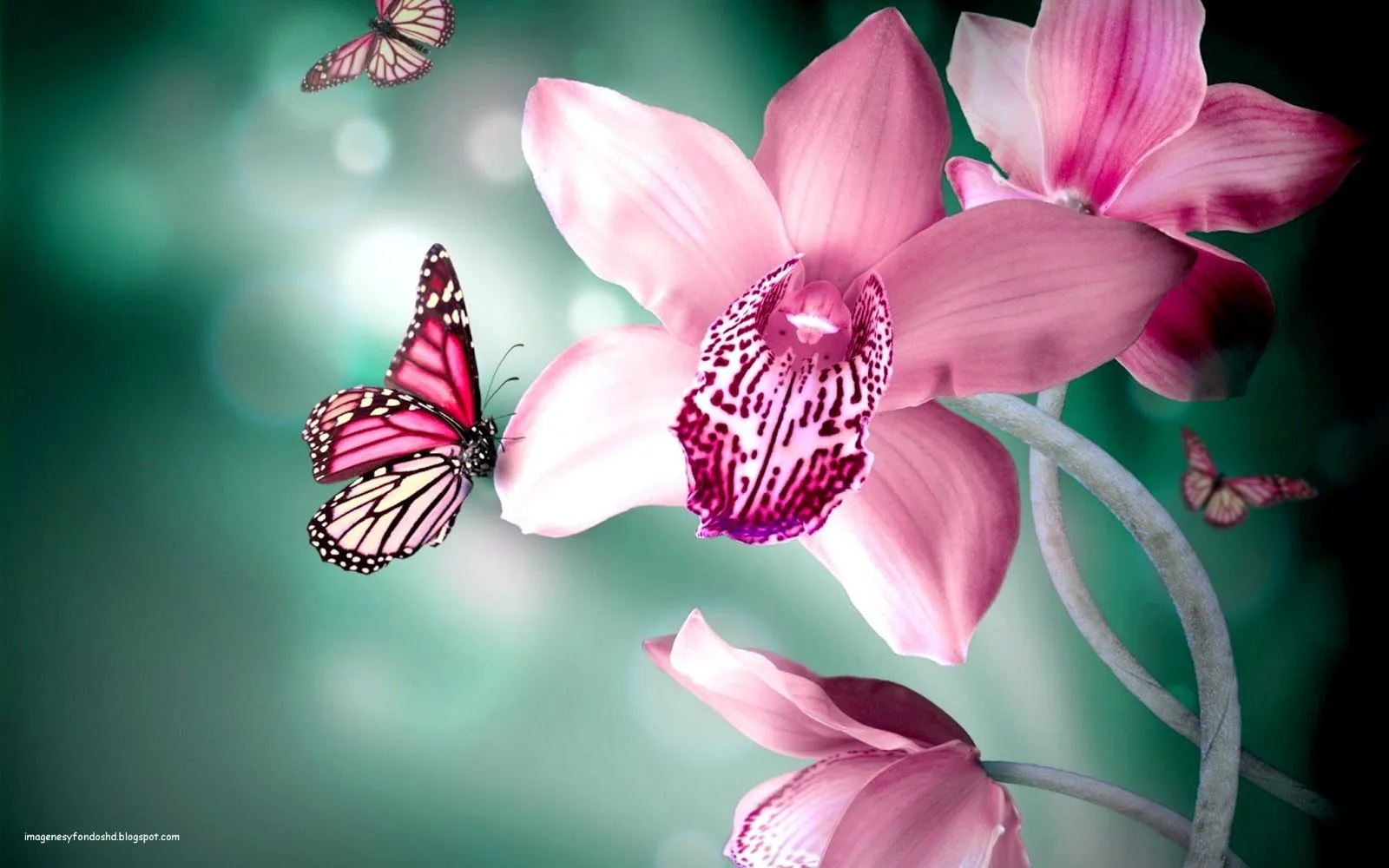 Imágenes y fondos HD: Flores y mariposas