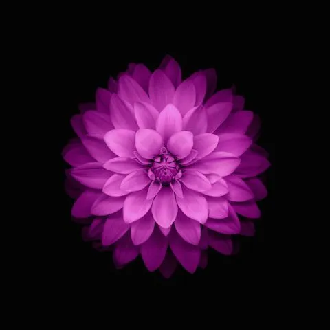 Flores color rosa, rosado, morado y más... on Pinterest ... Flores color rosa, rosado, morado y más... on Pinterest ...