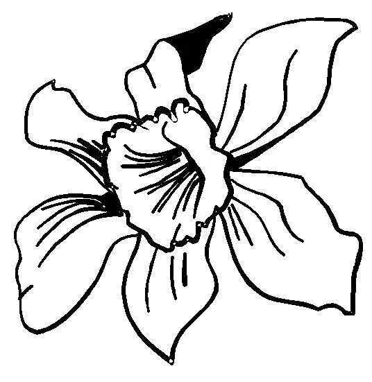 flores para colorear | Dibujos de flores para colorear | tulipan ...