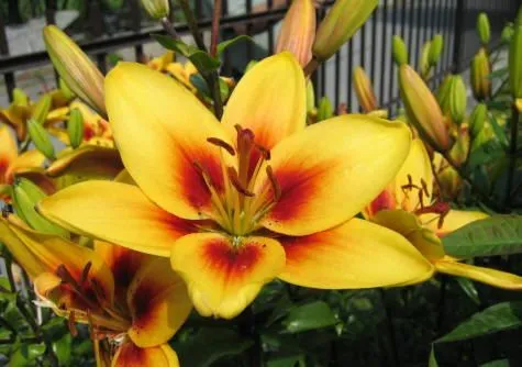 flores y colores :D: Tipos de flores y sus significados flores y colores :D: Tipos de flores y sus significados