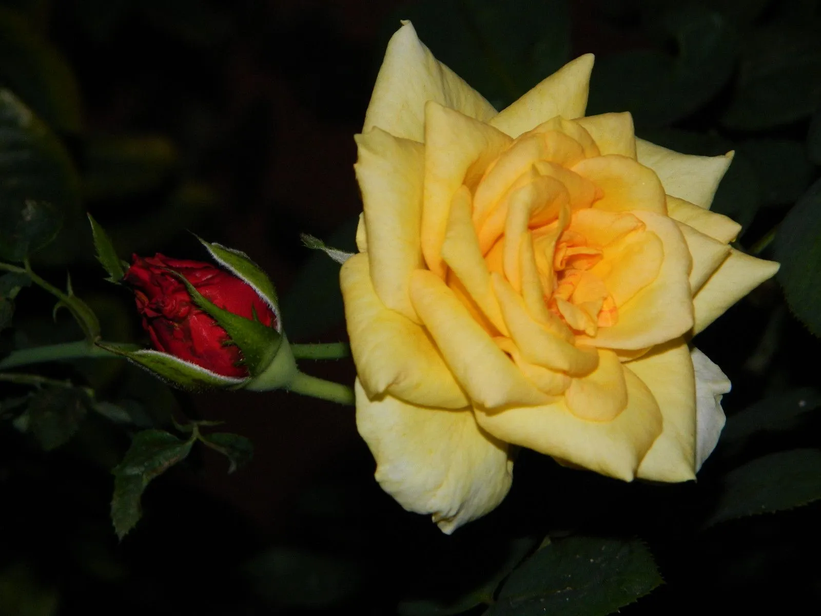 flores coloridas 1 | Flickr - Photo Sharing! flores coloridas 1 | Flickr - Photo Sharing!