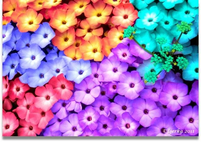 flores coloridas...colorfull flowers...šareno cvijeće... | Flickr ... flores coloridas...colorfull flowers...šareno cvijeće... | Flickr ...
