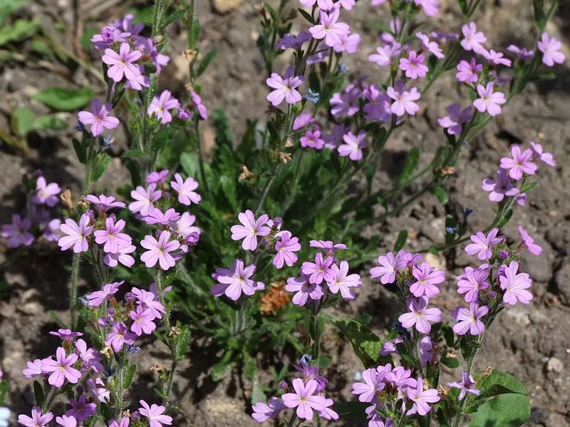 Flores | Crémenes, León, España