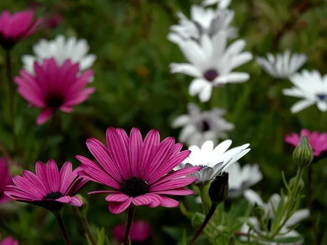 Flores para Decoración de Jardines, Dimorphoteca | Jardín Flores para Decoración de Jardines, Dimorphoteca | Jardín