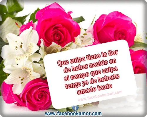 Flores dedicatorias para amor - Imágenes Bonitas para Facebook ...