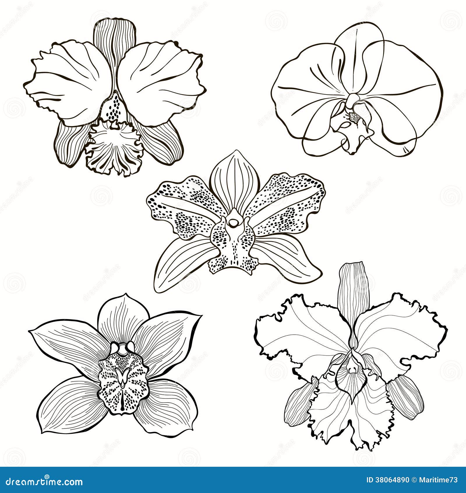 Flores Dibujadas Mano De La Orquídea Fijadas. Foto de archivo ... Flores Dibujadas Mano De La Orquídea Fijadas. Foto de archivo ...