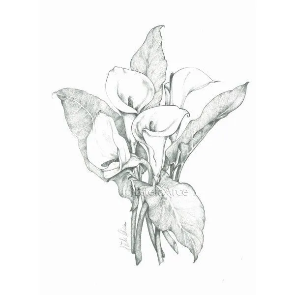 flores para dibujar a lapiz - Buscar con Google | dibujos ... flores para dibujar a lapiz - Buscar con Google | dibujos ...