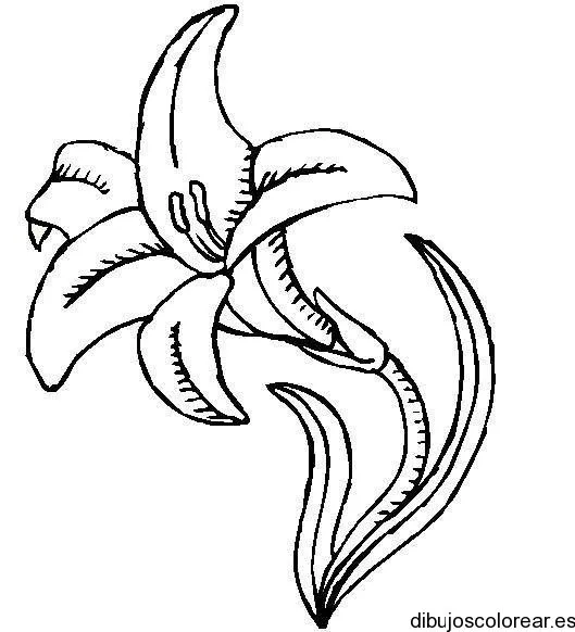 Lirios para dibujar - Imagui