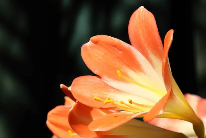 Una de Flores y estambres