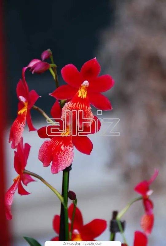 Flores exóticas — Comprar Flores exóticas, Precio de , Fotos de ...