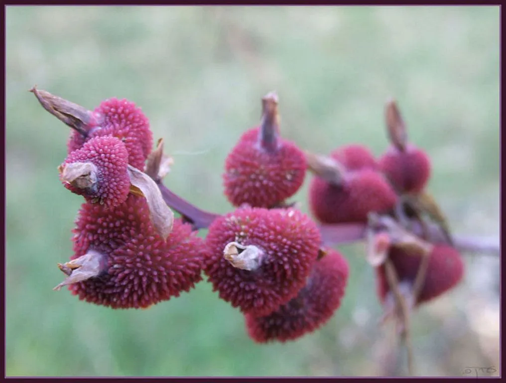 flores exoticas | Cuidar de tus plantas es facilisimo. flores exoticas | Cuidar de tus plantas es facilisimo.