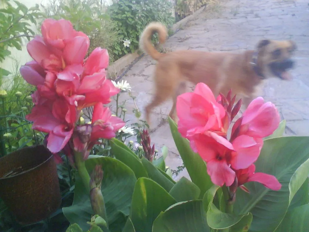 flores exoticas | Cuidar de tus plantas es facilisimo. flores exoticas | Cuidar de tus plantas es facilisimo.