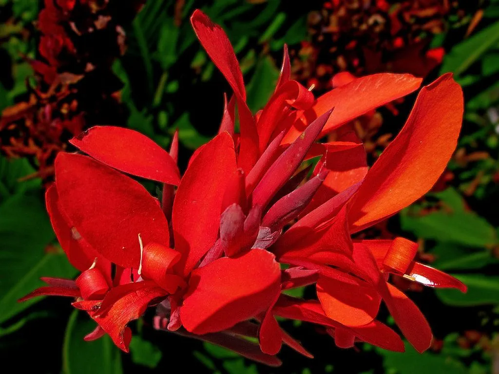 flores exoticas | Cuidar de tus plantas es facilisimo. flores exoticas | Cuidar de tus plantas es facilisimo.