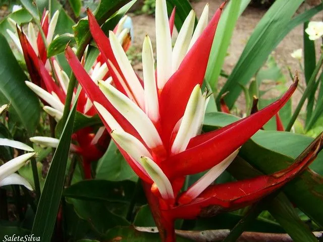 Flores exoticas! | Flickr - Photo Sharing!