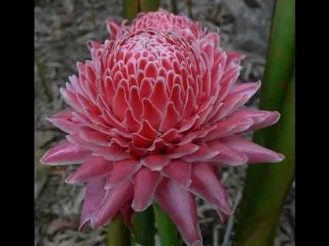 FLORES EXOTICAS DEL MUNDO - YouTube