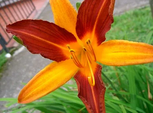 La flor mas bella - Taringa!