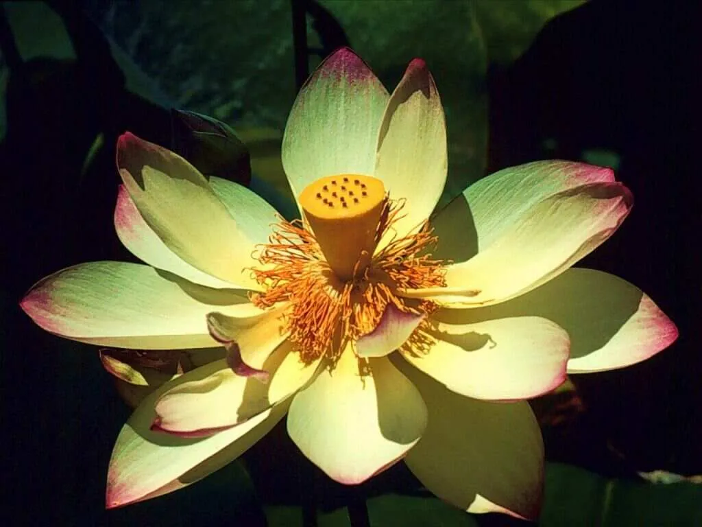 Flores exóticas (wallpapers) - Taringa!