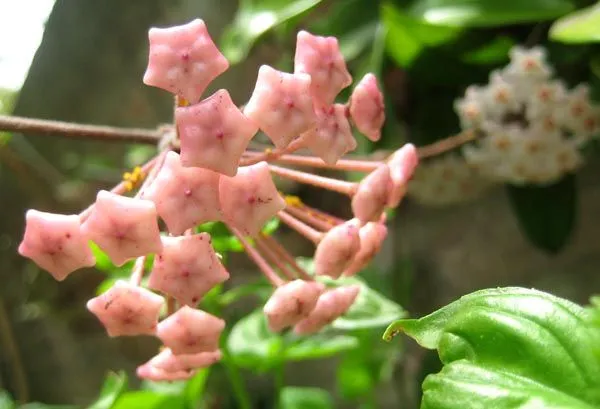 Flores extrañas | La lectora provisoria