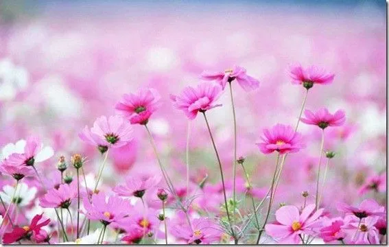 flores-facebook-tumblr-rosas-las flores-fotos de flores-740_thumb ... flores-facebook-tumblr-rosas-las flores-fotos de flores-740_thumb ...