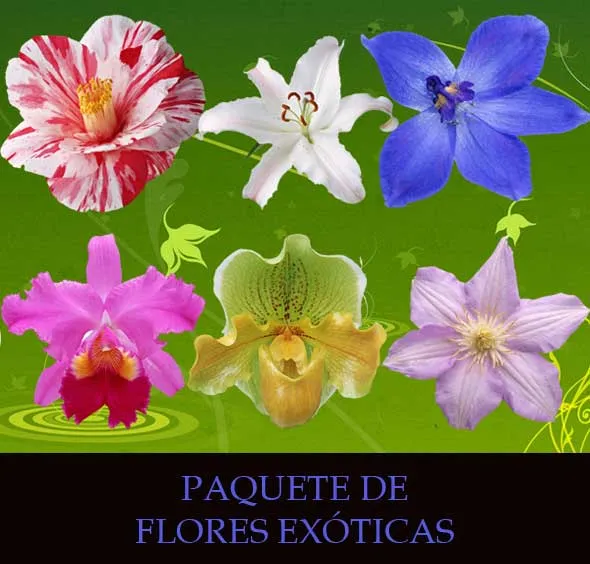 FLORES: FLORES EXOTICAS