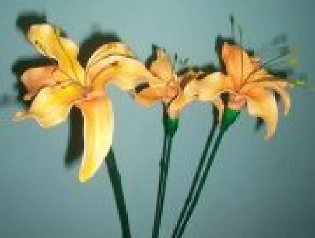 manualidades de ramo de flores foami | Aprender manualidades es ... manualidades de ramo de flores foami | Aprender manualidades es ...