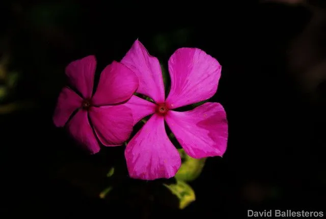 flores fondo negro / ures | Flickr - Photo Sharing! flores fondo negro / ures | Flickr - Photo Sharing!
