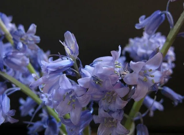 Flores con fondo oscuro | Flickr - Photo Sharing! Flores con fondo oscuro | Flickr - Photo Sharing!