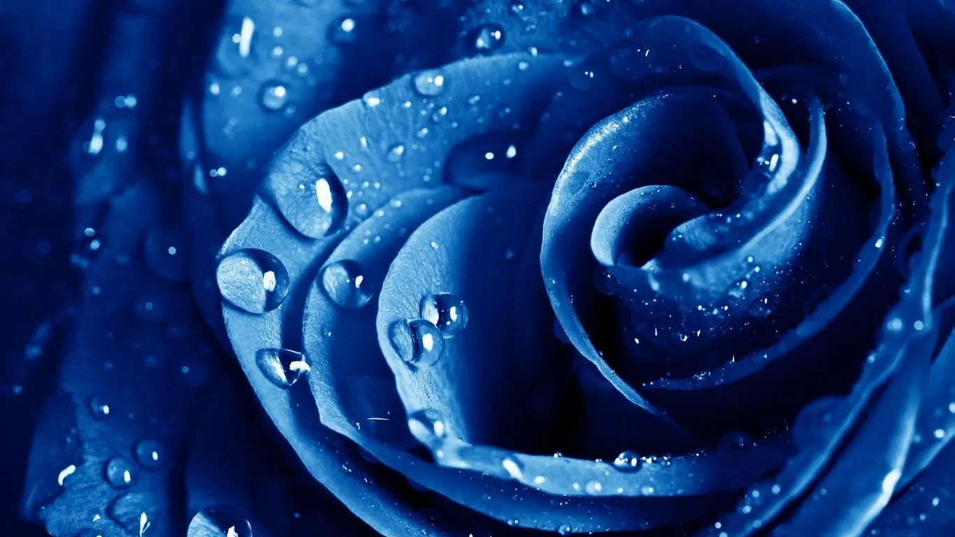 ... flores, foto 1366x768 Imagens HD e Desktop, wallpaper widescreen ... flores, foto 1366x768 Imagens HD e Desktop, wallpaper widescreen