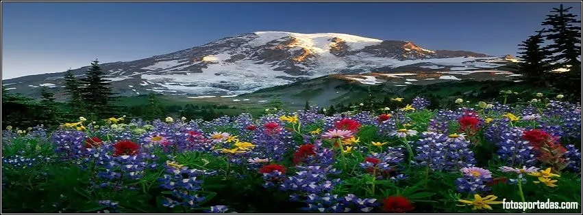 flores - Fotos Portadas Bonitas para Facebook