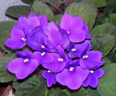 FLORES E FRAMBOESAS: VIOLETA - A SIMPLICIDADE EM FLOR FLORES E FRAMBOESAS: VIOLETA - A SIMPLICIDADE EM FLOR