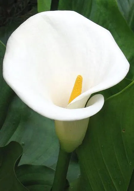 Las flores de Georgia O´Keeffe | Pintura y Artistas Las flores de Georgia O´Keeffe | Pintura y Artistas