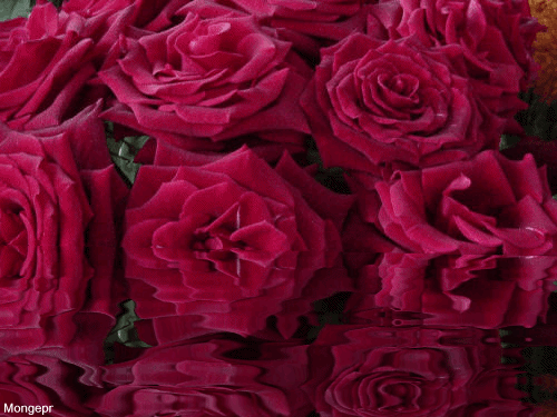 Flores (Glitters) | Dimensión Crisálida