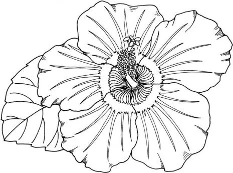 dibujos-de-flores-hawaianas- ...