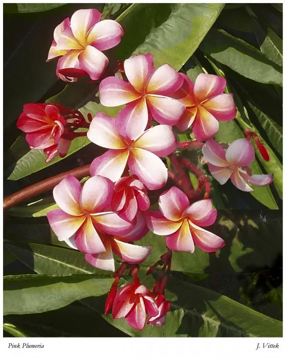 pink-plumeria-joseph-vittek.jpg