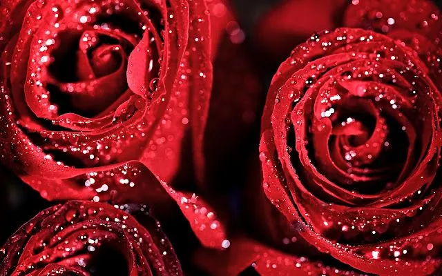 banco de fotos: Hermosas Flores Rojas después de la Lluvia