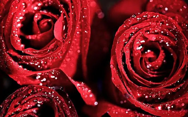banco de fotos: Hermosas Flores Rojas después de la Lluvia banco de fotos: Hermosas Flores Rojas después de la Lluvia