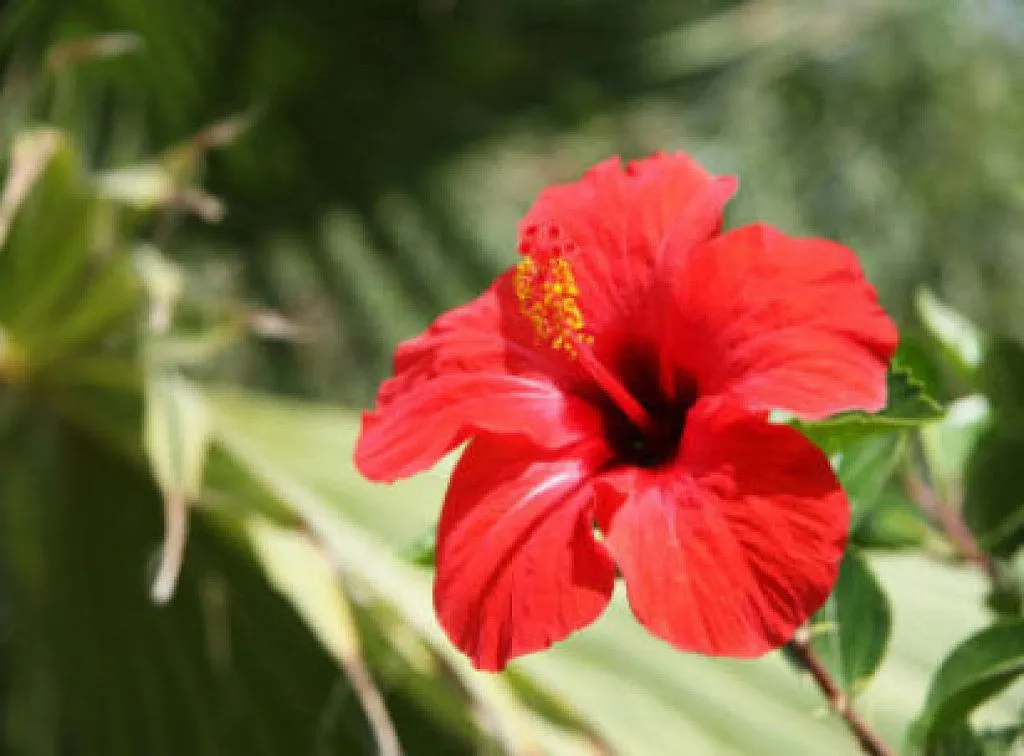 Flores hermosas abriendo sus capullos | Cuidar de tus plantas es ... Flores hermosas abriendo sus capullos | Cuidar de tus plantas es ...