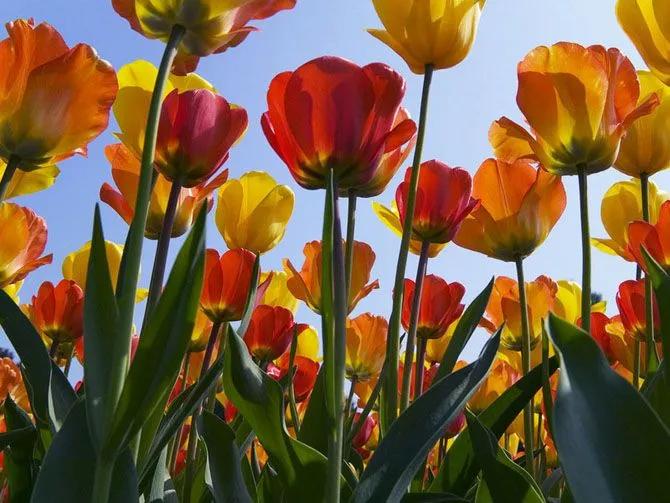 Fotos de Hermosas Flores 5