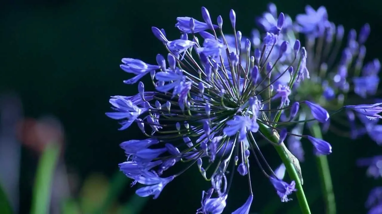 Flores Hermosas HD y 3D - YouTube