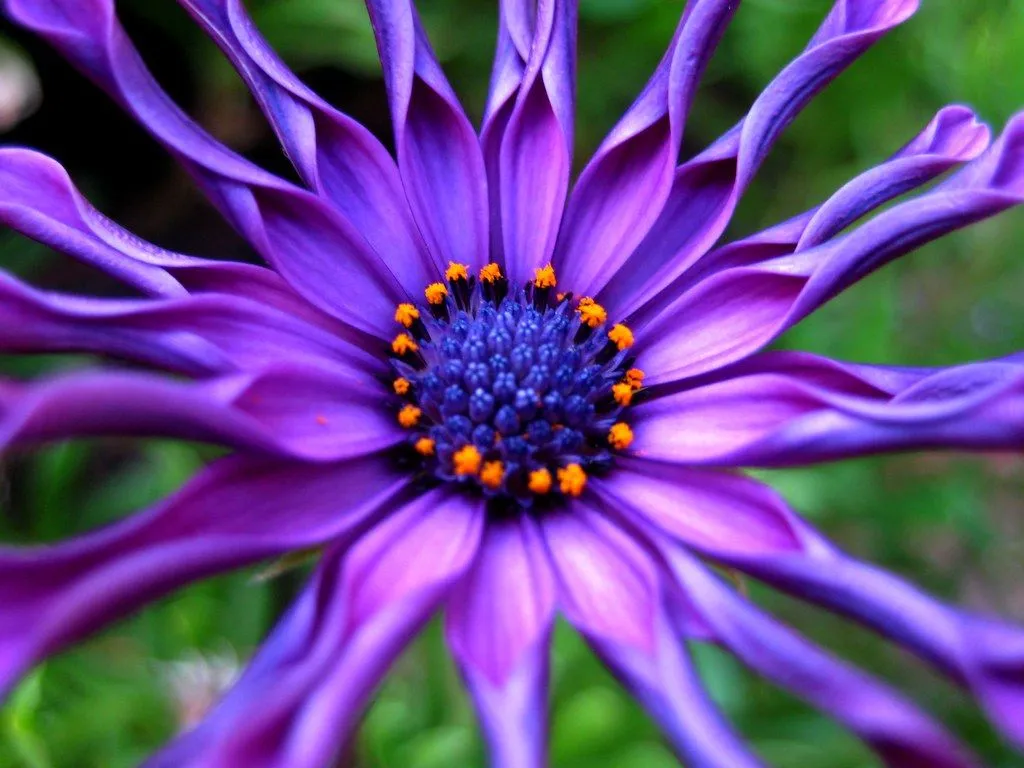 Las Flores mas Hermosas del Mundo