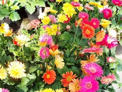 Las flores mas hermosas del mundo » Descargar Imagenes y Fotos Las flores mas hermosas del mundo » Descargar Imagenes y Fotos