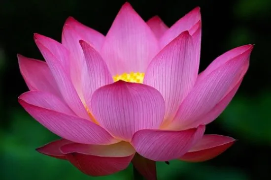 Flores hermosas del mundo - Fotografias y fotos para imprimir