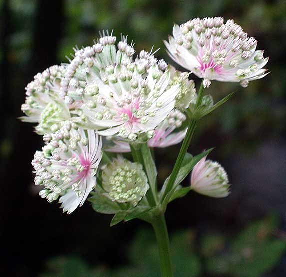 Flores hermosas del mundo - Fotografias y fotos para imprimir