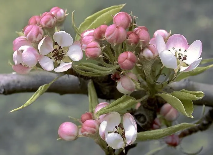Flores hermosas del mundo - Fotografias y fotos para imprimir