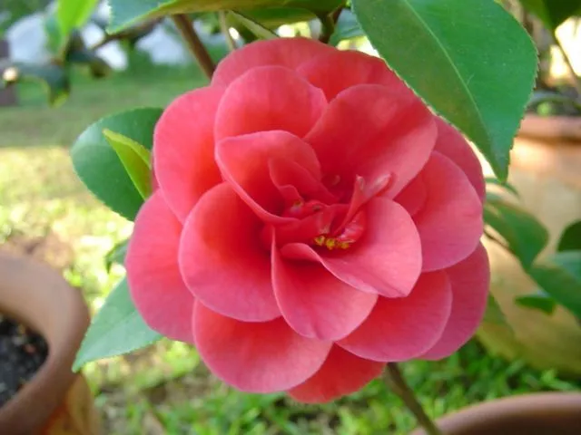 Las flores mas hermosas del mundo imagenes - Imagui | flores ... Las flores mas hermosas del mundo imagenes - Imagui | flores ...