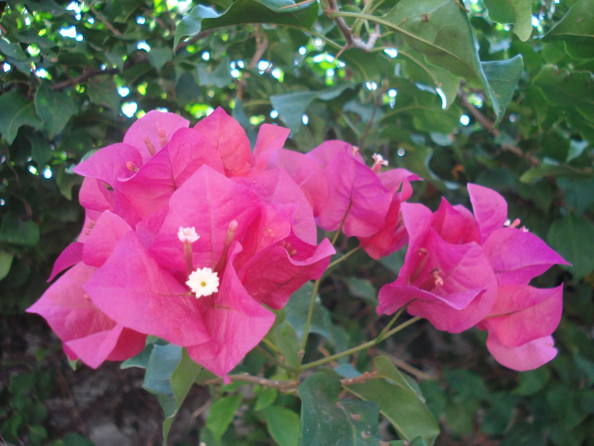 Las Flores mas hermosas del mundo - Taringa! Las Flores mas hermosas del mundo - Taringa!