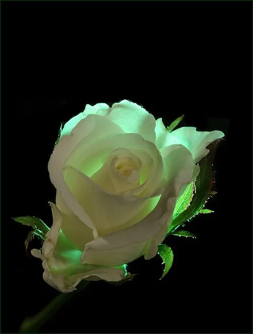 Las Flores mas hermosas del mundo - Taringa! Las Flores mas hermosas del mundo - Taringa!