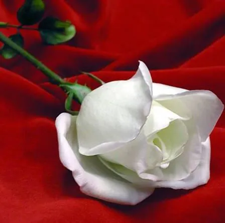 Las Flores Mas Bellas Del Mundo - Taringa!