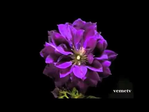 Las flores mas hermosas del Mundo - YouTube