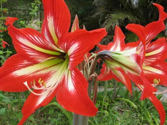 7 flores hermosas, pero terriblemente peligrosas – Marcianos 7 flores hermosas, pero terriblemente peligrosas – Marcianos